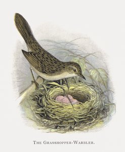 The Grasshopper-Warbler