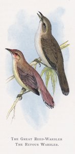 The Great Reed-Warbler, The Rufous Warbler by Alexander Francis Lydon
