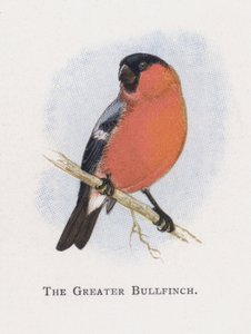 The Greater Bullfinch