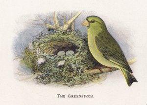 The Greenfinch by Alexander Francis Lydon