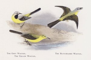 The Grey Wagtail, The Blue-headed Wagtail, The Yellow Wagtail