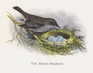The Hedge-Sparrow