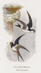 The House-Martin, The Swallow by Alexander Francis Lydon