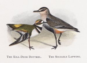 The Kill-Deer Dottrel, The Sociable Lapwing