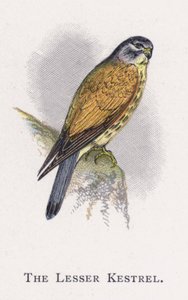 The Lesser Kestrel by Alexander Francis Lydon