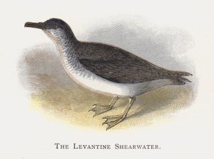 The Levantine Shearwater by Alexander Francis Lydon