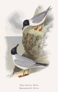 The Little Gull, Bonapartes Gull by Alexander Francis Lydon