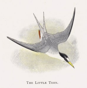 The Little Tern by Alexander Francis Lydon