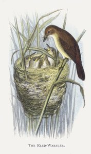The Reed-Warbler