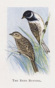 The Reed Bunting by Alexander Francis Lydon