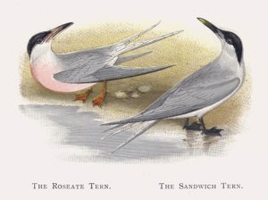 The Roseate Tern, The Sandwich Tern by Alexander Francis Lydon