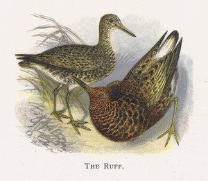 The Ruff