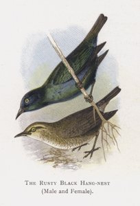 The Rusty Black Hang-nest, Male and Female by Alexander Francis Lydon