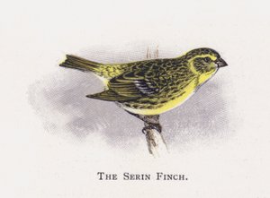 The Serin Finch