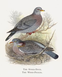 The Stock-Dove, The Wood-Pigeon by Alexander Francis Lydon