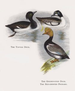 The Tufted Duck, The Golden-eyed Duck, The Red-crested Pochard by Alexander Francis Lydon