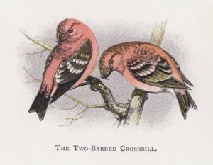 The Two-Barred Crossbill