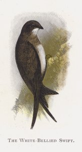 The White-Bellied Swift