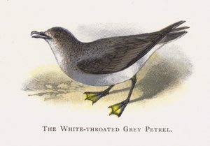 The White-throated Grey Petrel by Alexander Francis Lydon