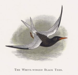 The White-winged Black Tern by Alexander Francis Lydon