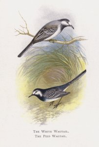 The White Wagtail, The Pied Wagtail by Alexander Francis Lydon