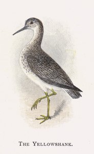 The Yellowshank by Alexander Francis Lydon