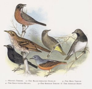 Whites Thrush, The Black-throated Ouzelze, The Rock Thrush, The Gold-vented Bulbul, The Siberian Thrush, The American Robin by Alexander Francis Lydon