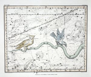 The Constellations (Plate XXVII) Hydra Continua, Crater, Covus, Centaurus et Lupus from 