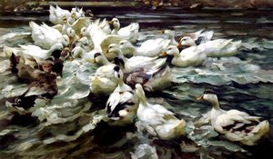 Ducks Gathering