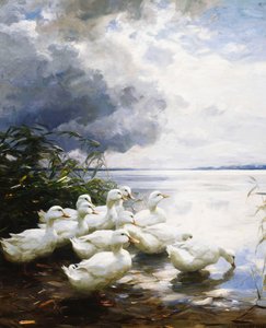 Ducks at the Lake