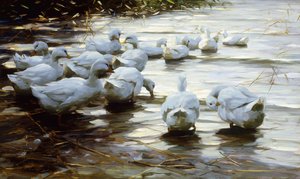 Ducks in Shallow Water Reed