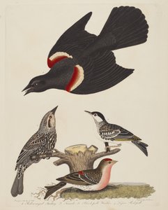 Red-winged Starling, Female Red-winged Starling, Black-poll Warbler, and Lesser..., pub. 1808-1814 by Alexander Lawson