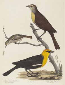 Yellow-headed Blackbird, Female Blackbird, and Female Cape May Warbler by Alexander Lawson
