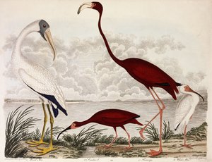 Wood Ibis, Scarlet Flamingo, White Ibis