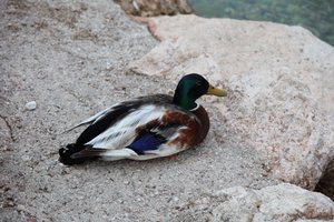The Duck by Alexandra Joseph