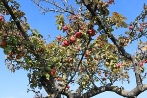 Red Fruits