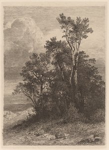 Grove of Trees