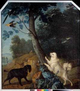 Merluzine and Cocoq, the Dogs of Louis XIV (1638-1715). Painting by Francois Desportes (1661-1743)