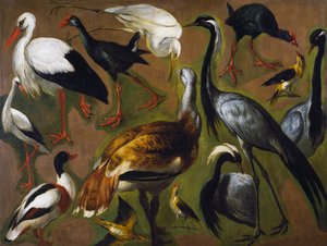 Study of birds