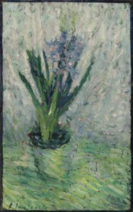 Hyacinth