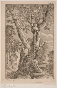 The Owl and the Nightingale