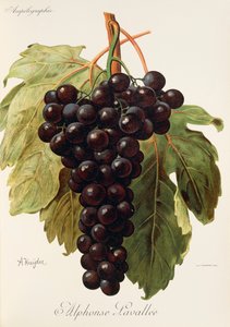 Alphonse Lavallee grape by Alexis Kreyder