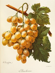 Amokrane grape by Alexis Kreyder