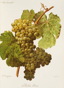 Aubin Blanc Grape
