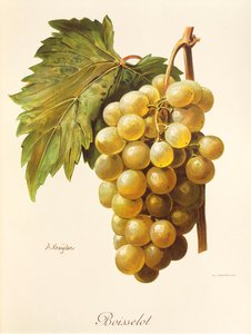 Boisselot grape