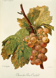 Chasselas Gros Coulard Grape by Alexis Kreyder