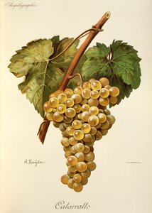 Fiano Grape