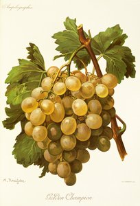 Golden Champion Grape by Alexis Kreyder