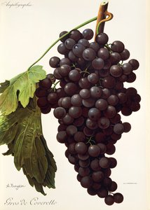 Gros de Coveretto grape