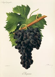 Inzolia grape